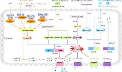 Pyroptosis: A Developing Foreland of Ovarian Cancer Treatment